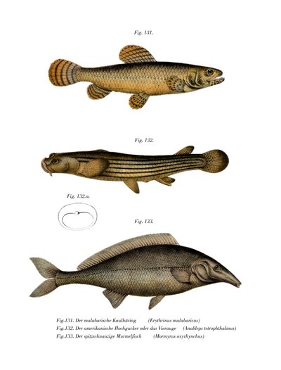 Erythrin de Malabar de German School
