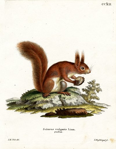 Ardilla roja euroasiática de German School