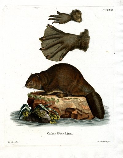 Castor Europeo de German School