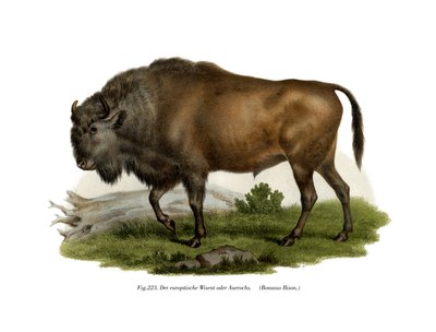 Bisonte europeo, 1860 de German School
