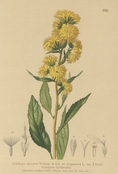 Vara de oro europea (Solidago alpestris, Solidago virgaaurea, Solidago virgaurea) de German School