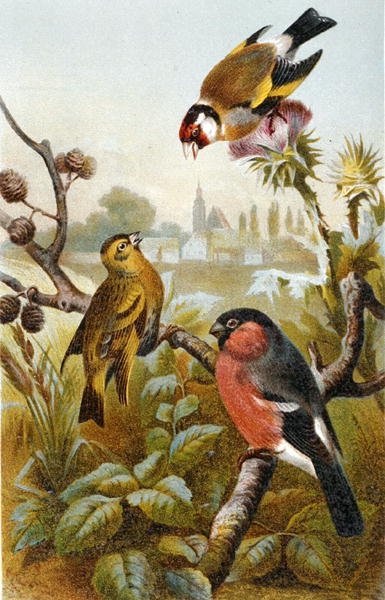 Jilguero Europeo, Bulbul Verde Icterino y Camachuelo Eurasiático, lámina de "Brehms Tierleben: Allgemeine Kunde des Tierreichs", vol.4, p.57, publicado por Bibliographisches Institut de German School