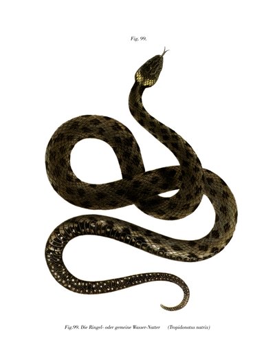 Serpiente de hierba europea de German School