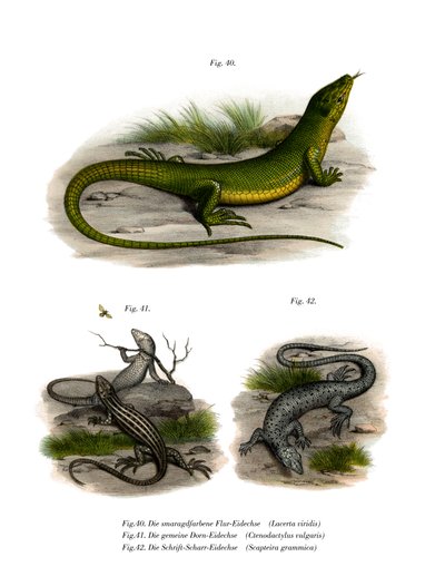 Lagarto verde europeo de German School