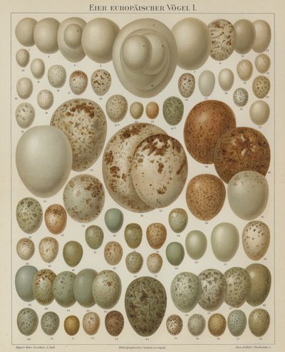 Huevos de aves europeas de German School