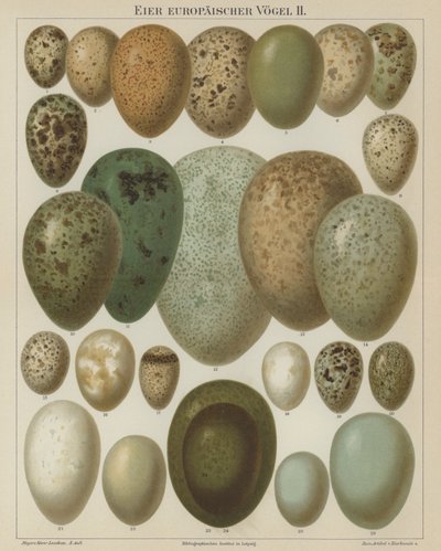 Huevos de aves europeas de German School