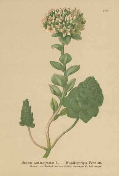 Sedum perenne (Sedum Anacampseros, Hylotelephium anacampseros) de German School