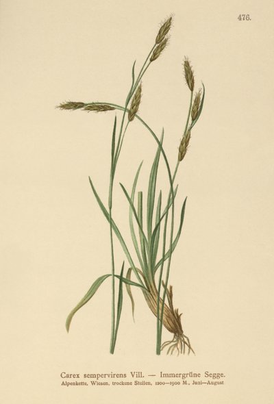 Juncia Perenne (Carex sempervirens) de German School