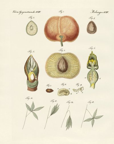 Evolución y reproducción de plantas y sueño de las hojas de German School