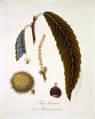 Fagus Castanea, de 