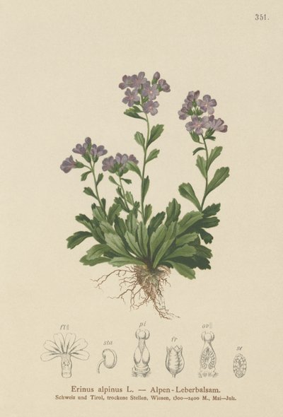 Digitalis de hadas (Erinus alpinus) de German School