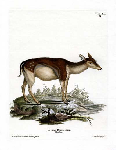 Gamo de German School