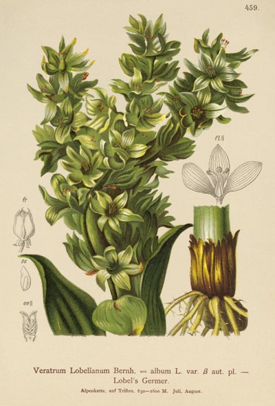 Falsa Helleborine (Veratrum album, Veratrum Lobelianum) de German School