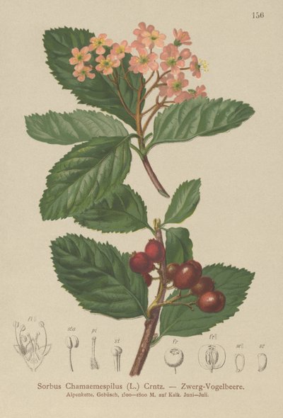 Falso níspero (Sorbus chamaemespilus) de German School