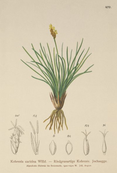 Falsa Juncia (Kobresia simpliciuscula, Kobresia caricina) de German School