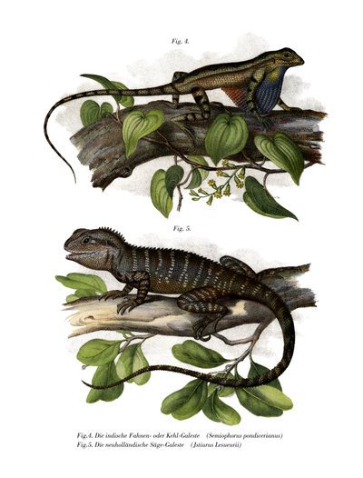 Lagarto de Garganta Abanico de German School