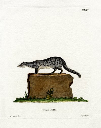 Fanaloka de German School