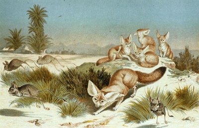 Zorro Fennec, lámina de "Brehms Tierleben: Allgemeine Kunde des Tierreichs", vol.2, p.202, publicado por Bibliographisches Institut de German School