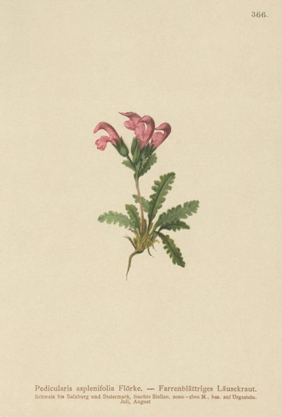 Pedicularis de hojas de helecho (Pedicularis asplenifolia) de German School