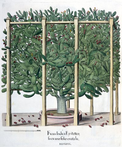 Ficus indica eystettensis, del Hortus Eystettensis por Basil Besler (1561-1629), pub. 1613 de German School