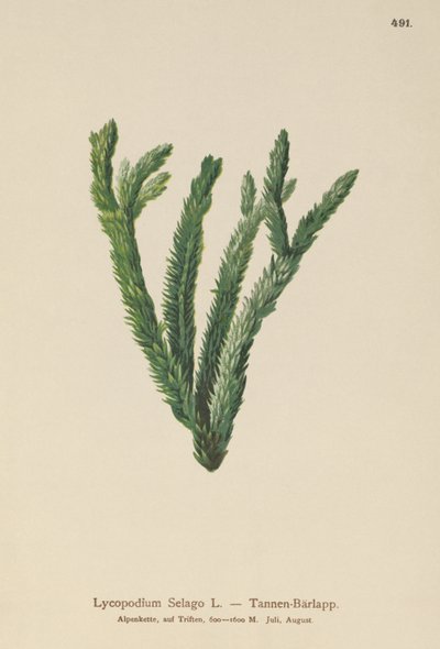 Lycopodium Selago de German School