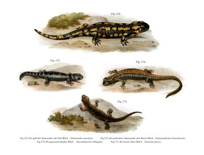 Salamandra de fuego de German School
