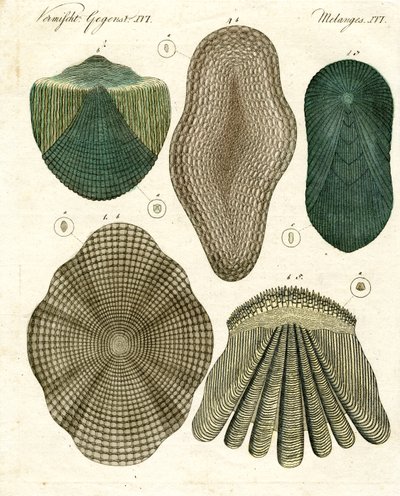 Escamas de peces de German School