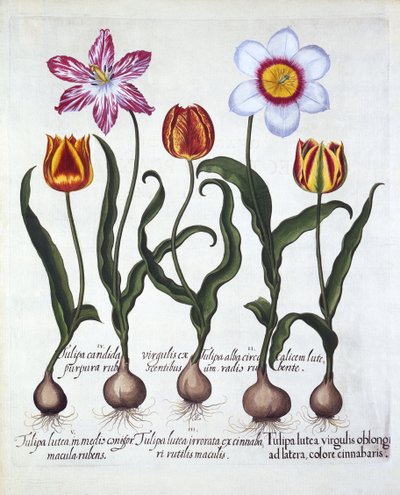 Cinco tulipanes, de Hortus Eystettensis, por Basil Besler, pub. 1613 de German School