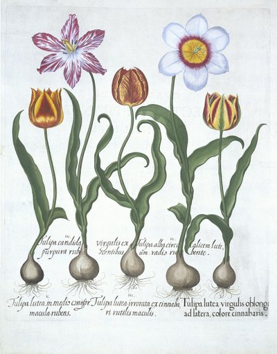 Cinco Tulipanes, de Hortus Eystettensis por Basil Besler (1561-1629) publicado en 1613 de German School
