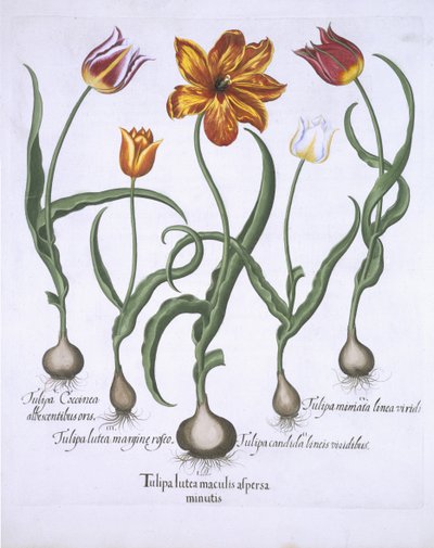 Cinco Tulipanes, de Hortus Eystettensis por Basil Besler (1561-1629) publicado en 1613 de German School