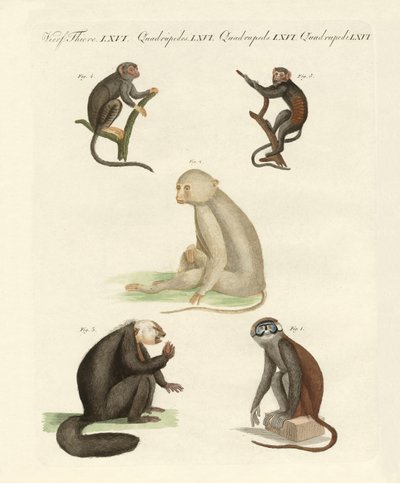 Cinco tipos de monos de German School