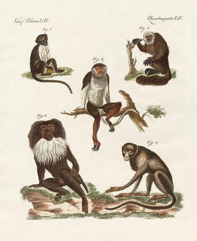 Cinco tipos de monos de German School