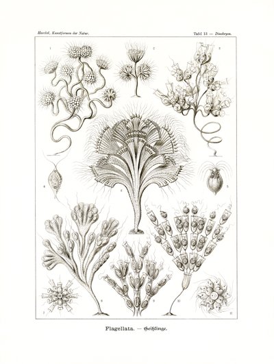 Flagellata, 1899-1904 de German School