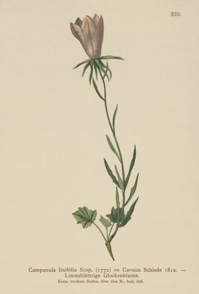 Campanilla de hojas de lino (Campanula linifolia, Campanula Carnica) de German School