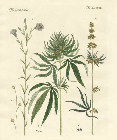 Linos y cáñamos de German School