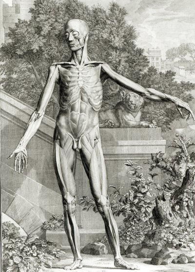 Cuerpo desollado, de Tablas del esqueleto y músculos del cuerpo humano por Bernard Siegfried Albinus (1697-1770) 1747 de German School