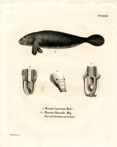 Manatí de Florida de German School