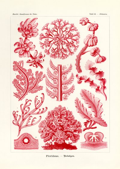 Florideae o Rhodophyceae de German School