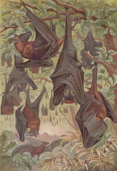 Zorro volador, lámina de Brehms Tierleben: Allgemeine Kunde des Tierreichs, vol.1, p.344, publicado por Bibliographisches Institut, 1890 de German School