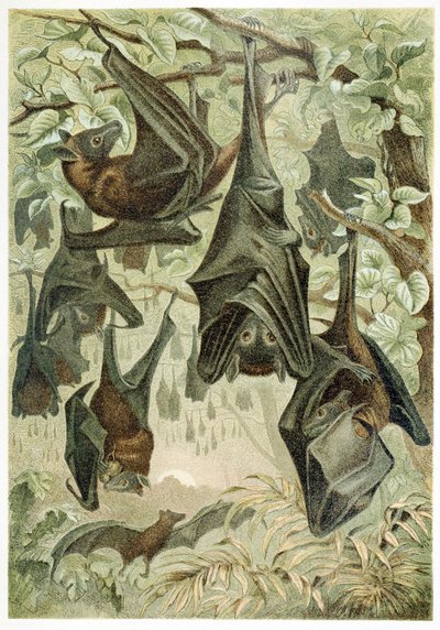 Zorros Voladores, de Brehms Tierleben, pub. 1860s de German School