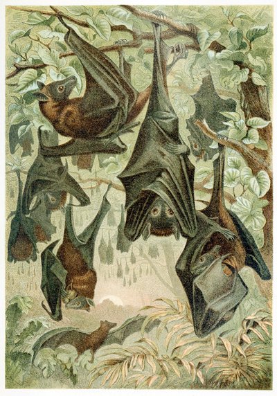 Zorros voladores, de Brehms Tierleben, pub. 1860 de German School