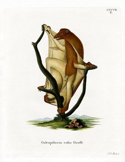 Lémur Volador de German School