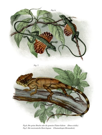 Lagarto volador de German School