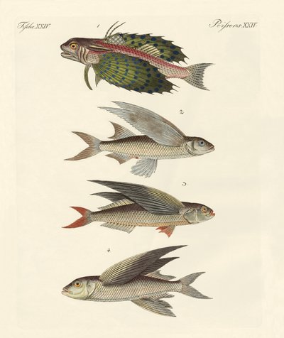 Peces voladores de German School