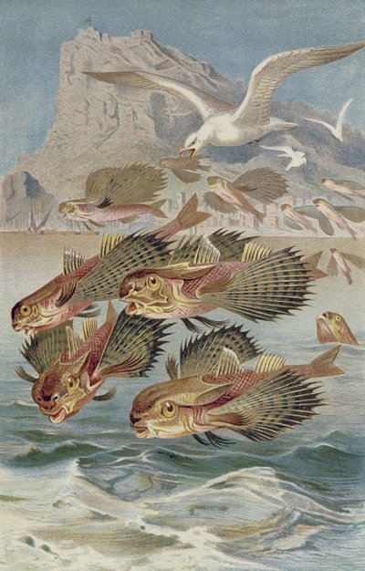 Rubio volador, lámina de Brehms Tierleben: Allgemeine Kunde des Tierreichs, vol.8, p.134, publicado por Bibliographisches Institut, 1892 de German School