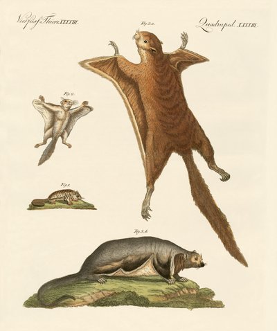 Ardillas voladoras de German School