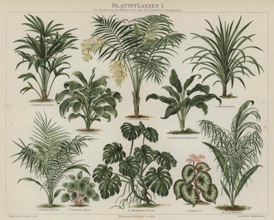 Plantas de follaje de German School