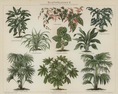 Plantas de follaje de German School