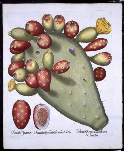 Folium Opuntia de Hortus Eystettensis por Basil Besler (1561-1629) publicado en 1613 de German School