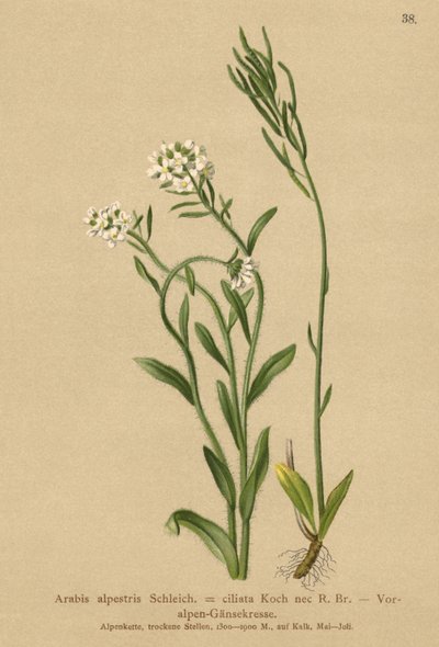 Berro de los Prealpes (Arabis alpestris, Arabis ciliata) de German School